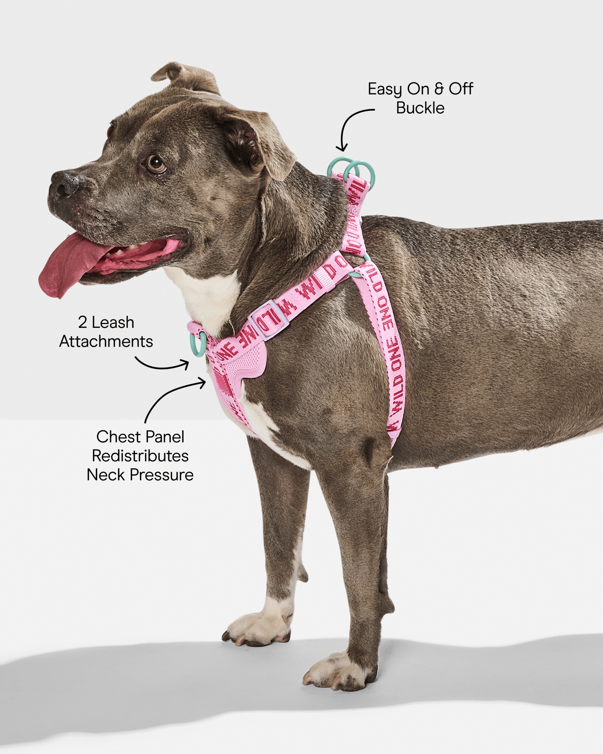 WO_Infographic_StepInHarness_Bubblegum.png