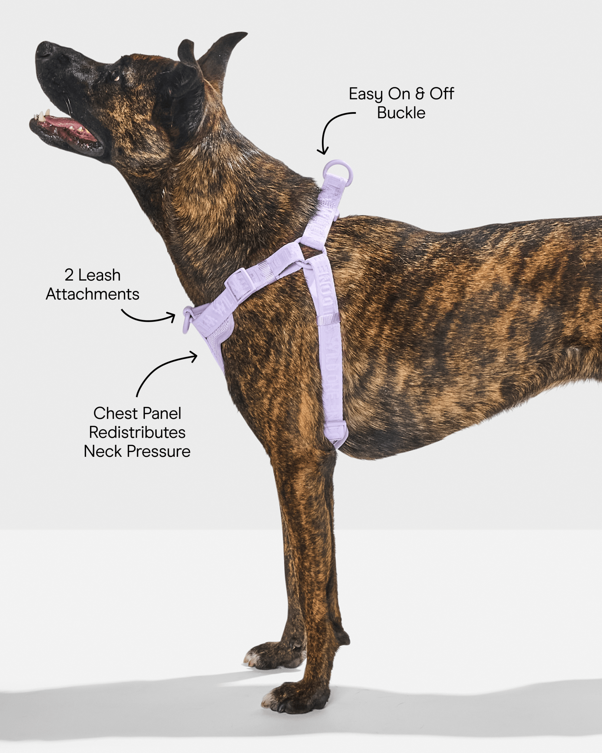 WO_Infographic_StepInHarness_Lilac.png