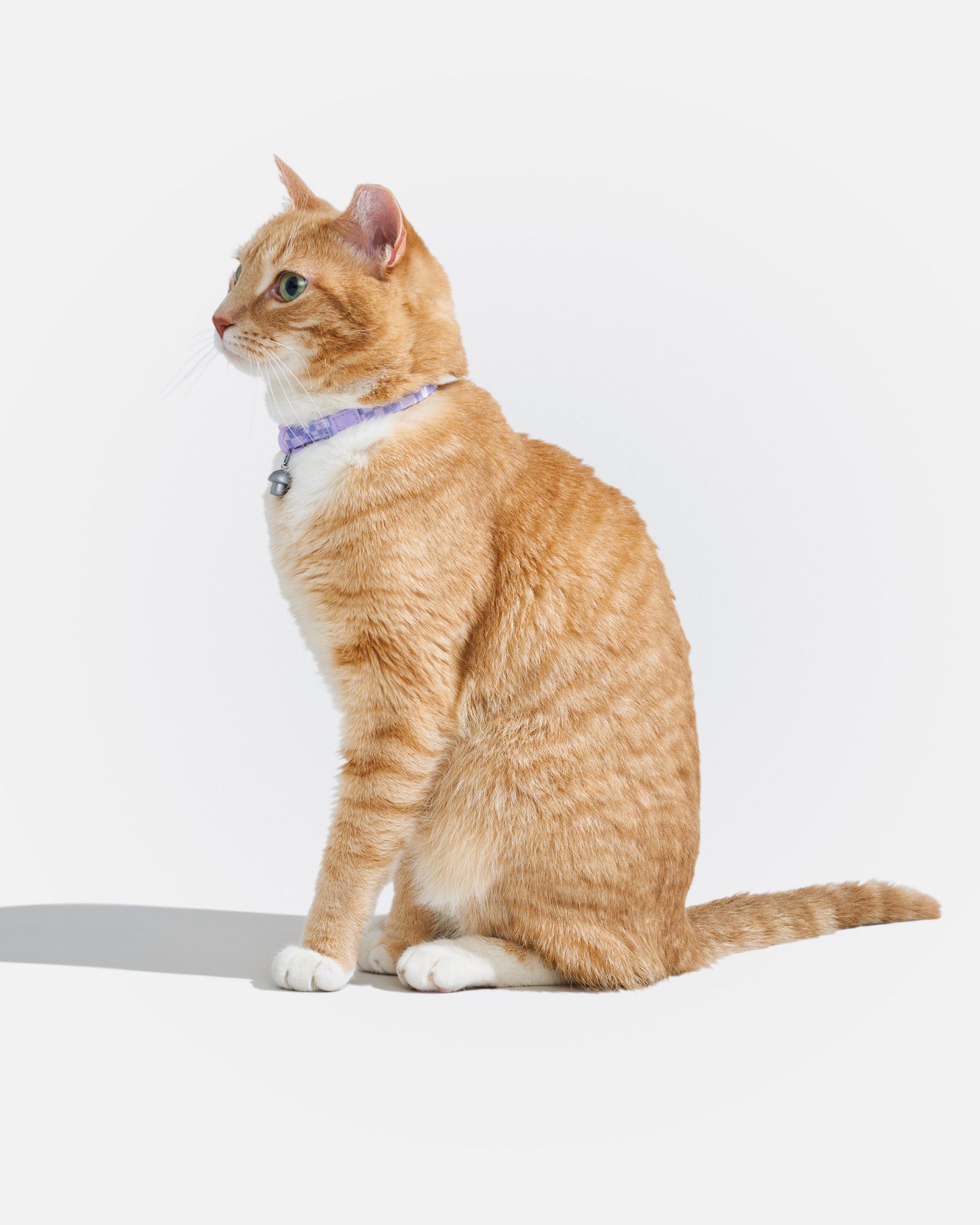 WO_VM_Cat_BreakawayCollar_Lilac_OnCat_PDP_01_4x5_Web.jpg