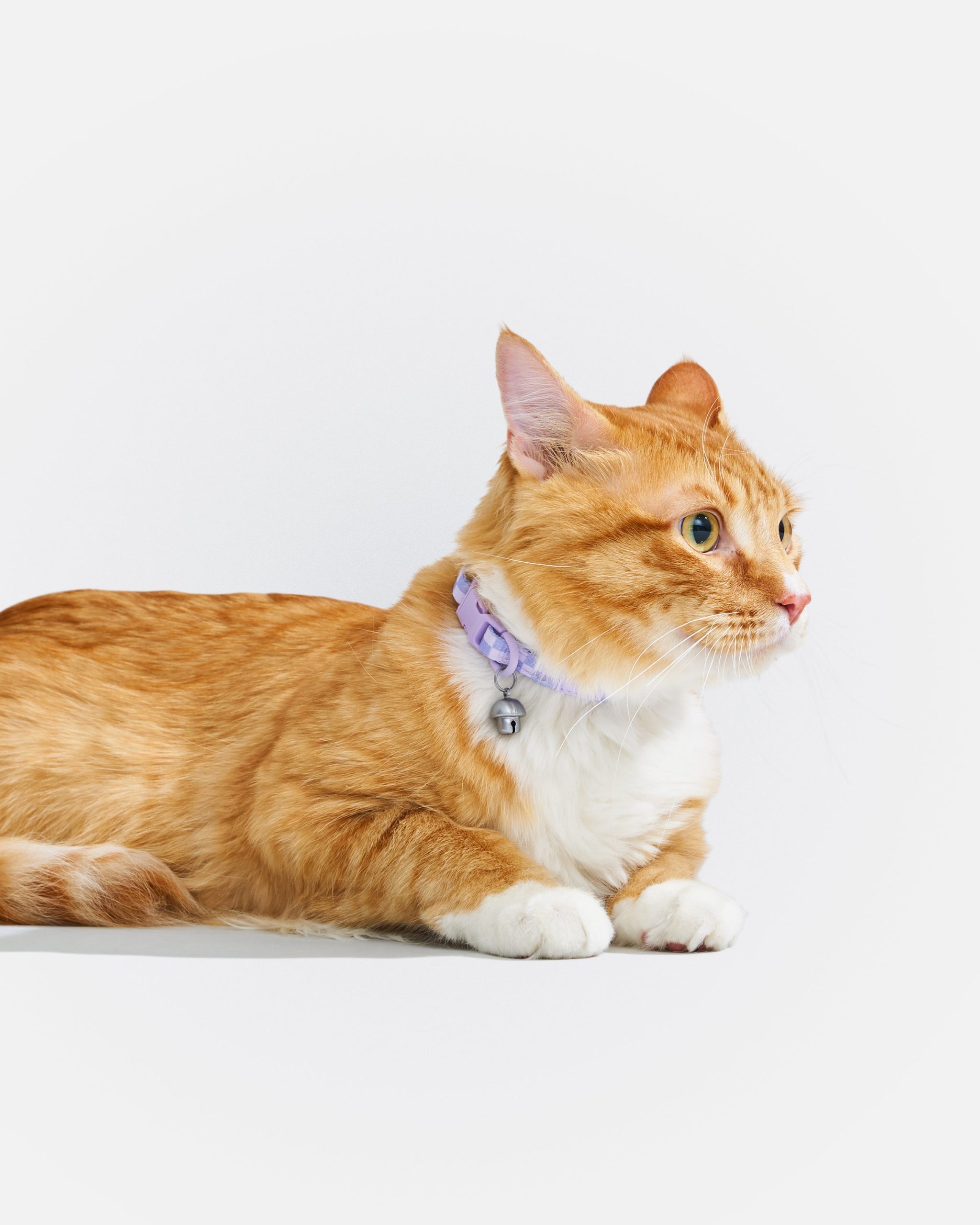 WO_VM_Cat_BreakawayCollar_Lilac_OnCat_PDP_03_4x5_Web.jpg