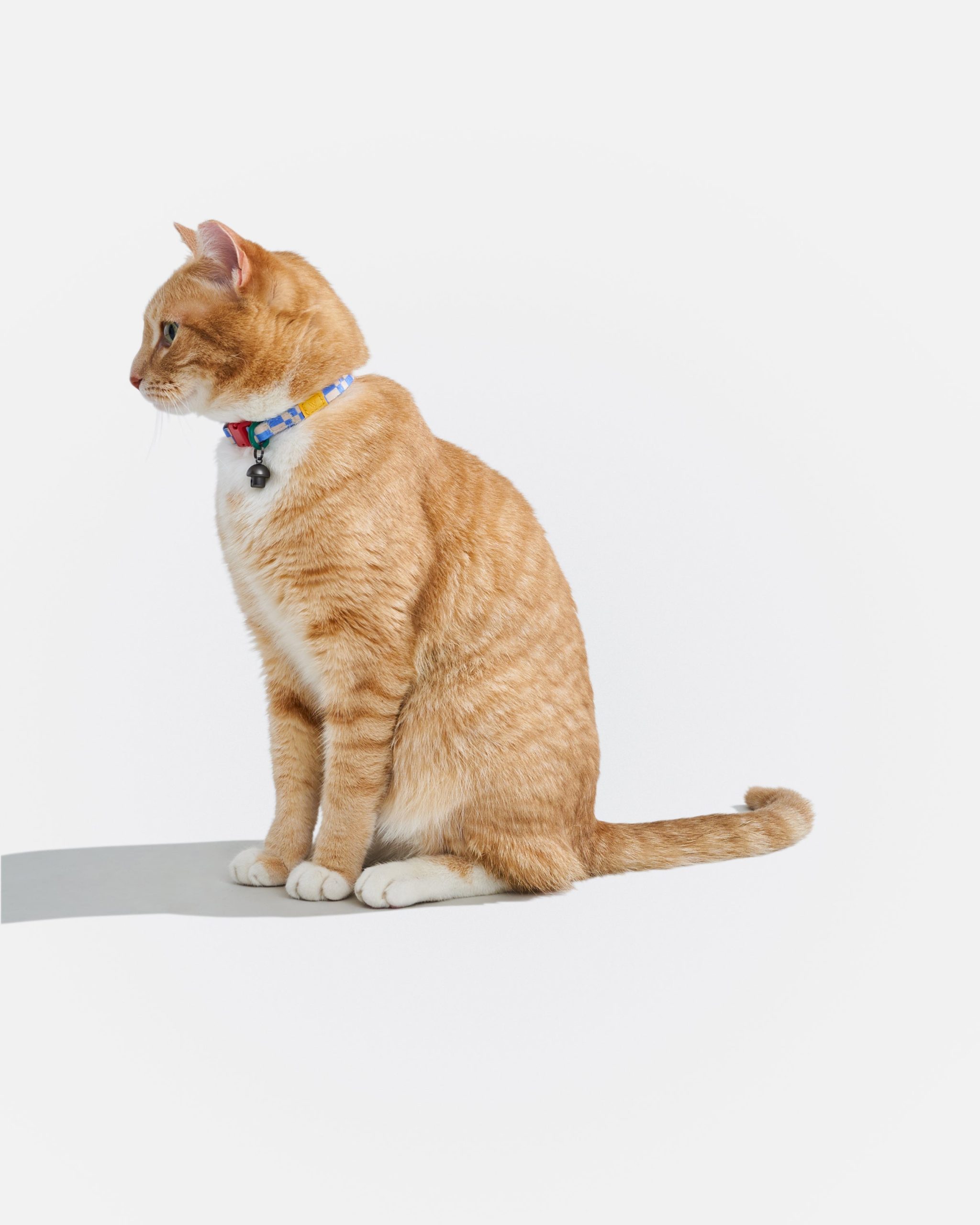 WO_VM_Cat_BreakawayCollar_Retro_OnCat_PDP_02_4x5_Web.jpg