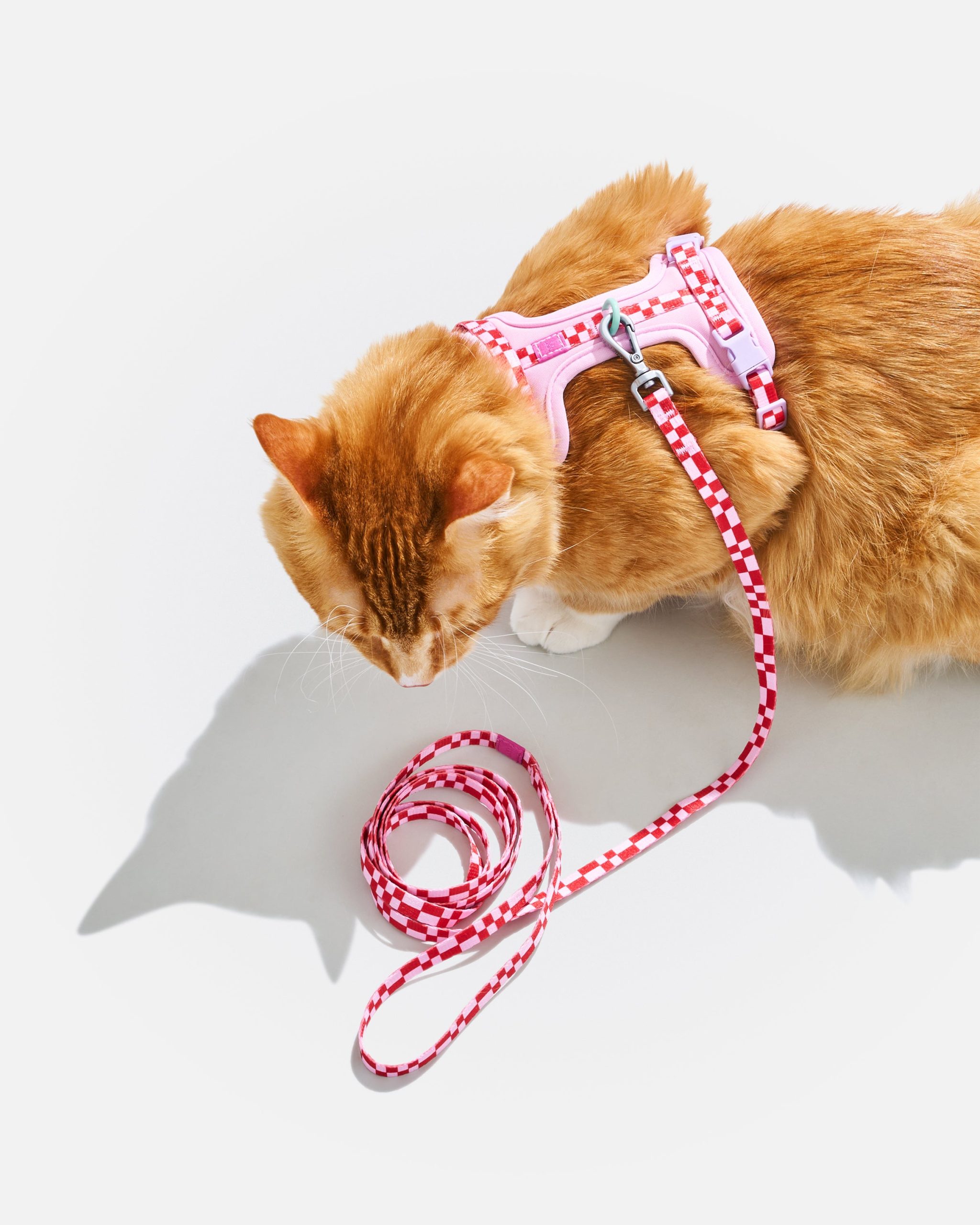 WO_VM_Cat_HarnessWalkKit_Bubblegum_OnCat_PDP_02_4x5_Web.jpg