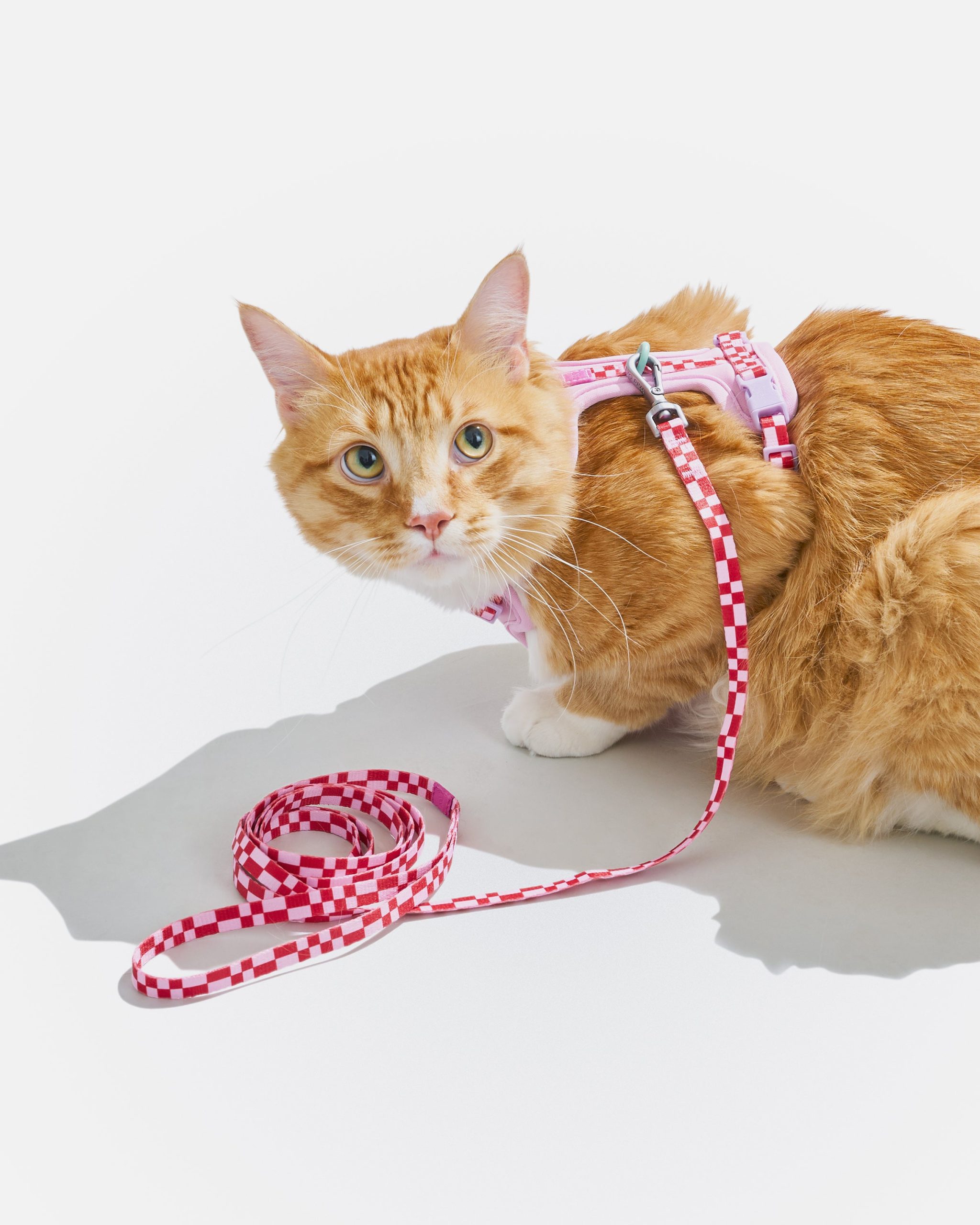 WO_VM_Cat_HarnessWalkKit_Bubblegum_OnCat_PDP_04_4x5_Web.jpg