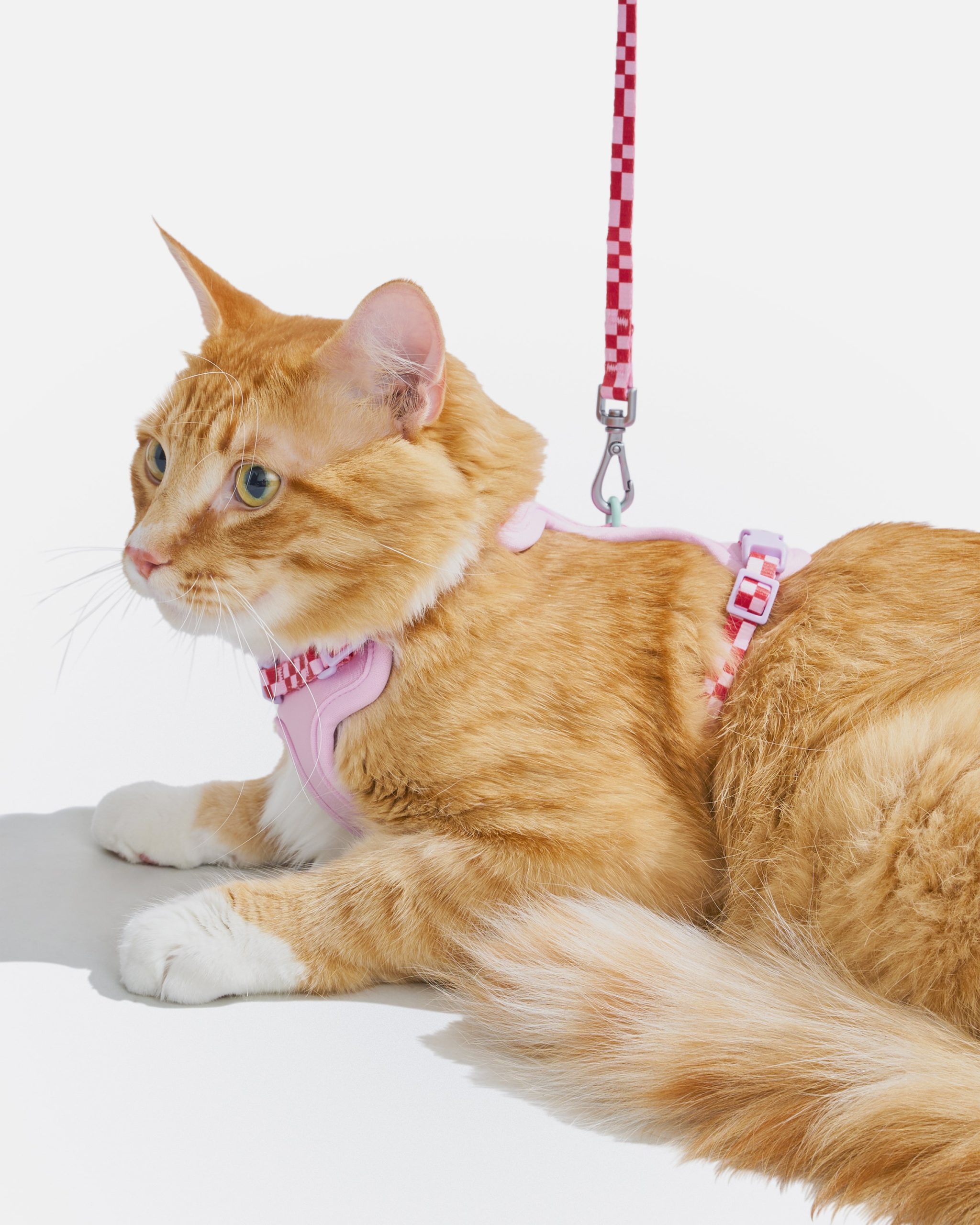 WO_VM_Cat_HarnessWalkKit_Bubblegum_OnCat_PDP_05_4x5_Web.jpg