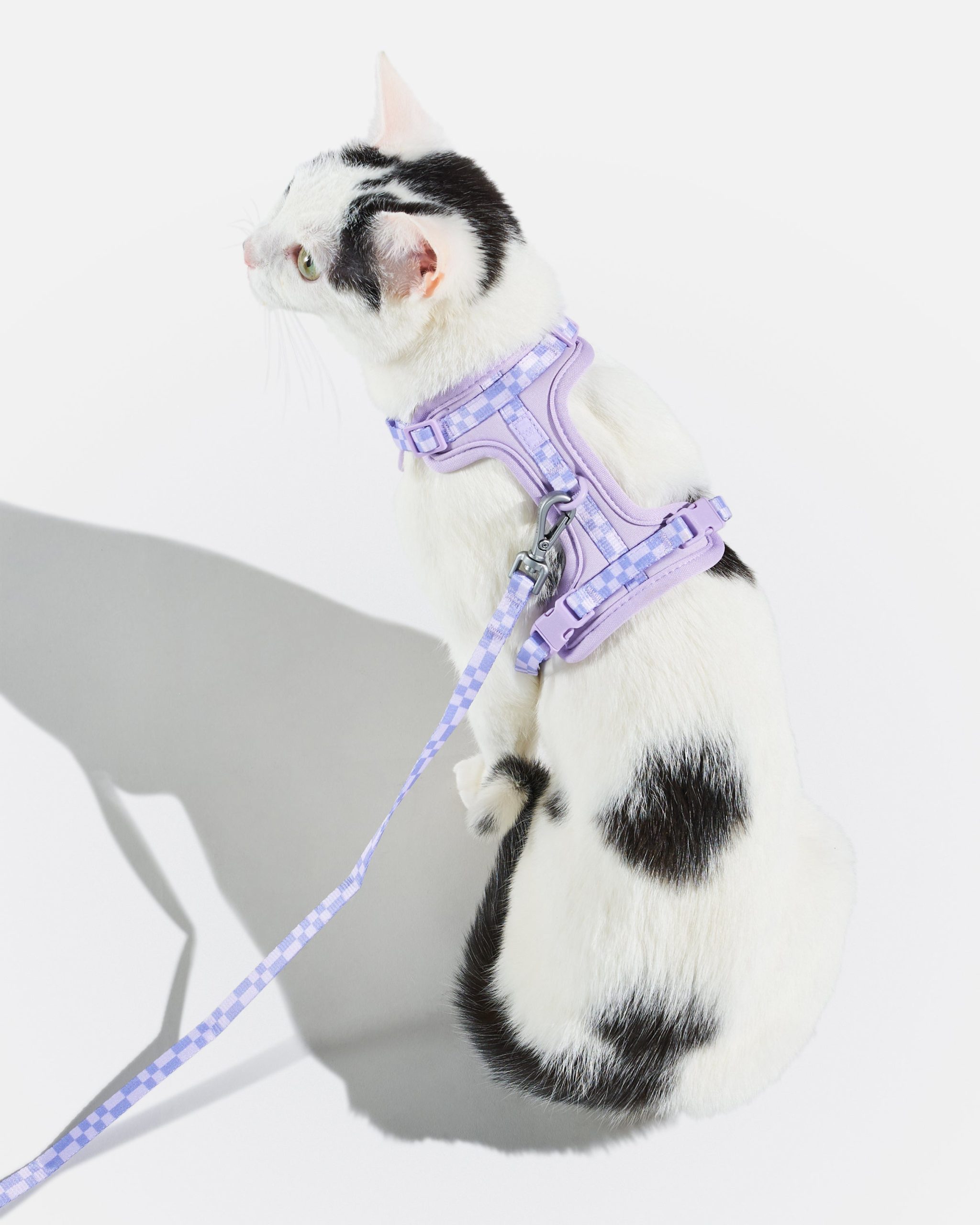 WO_VM_Cat_HarnessWalkKit_Lilac_OnCat_PDP_02_4x5_Web.jpg