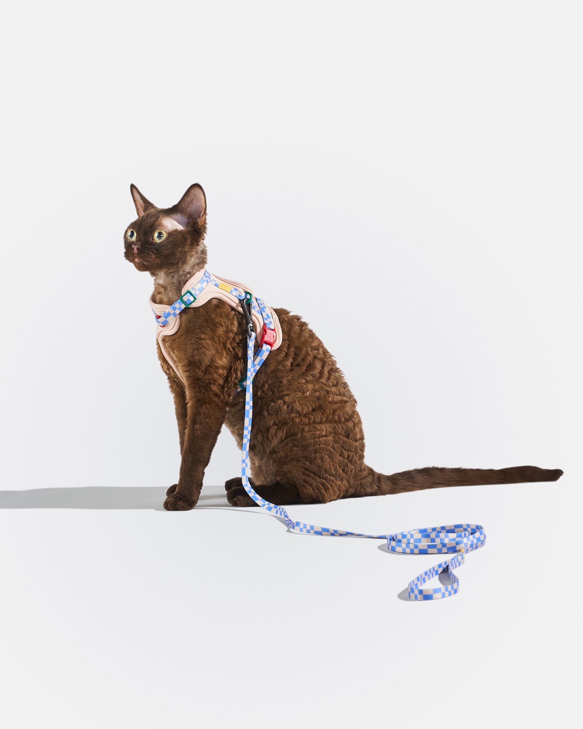 WO_VM_Cat_HarnessWalkKit_Retro_OnCat_PDP_01_4x5_Web.jpg