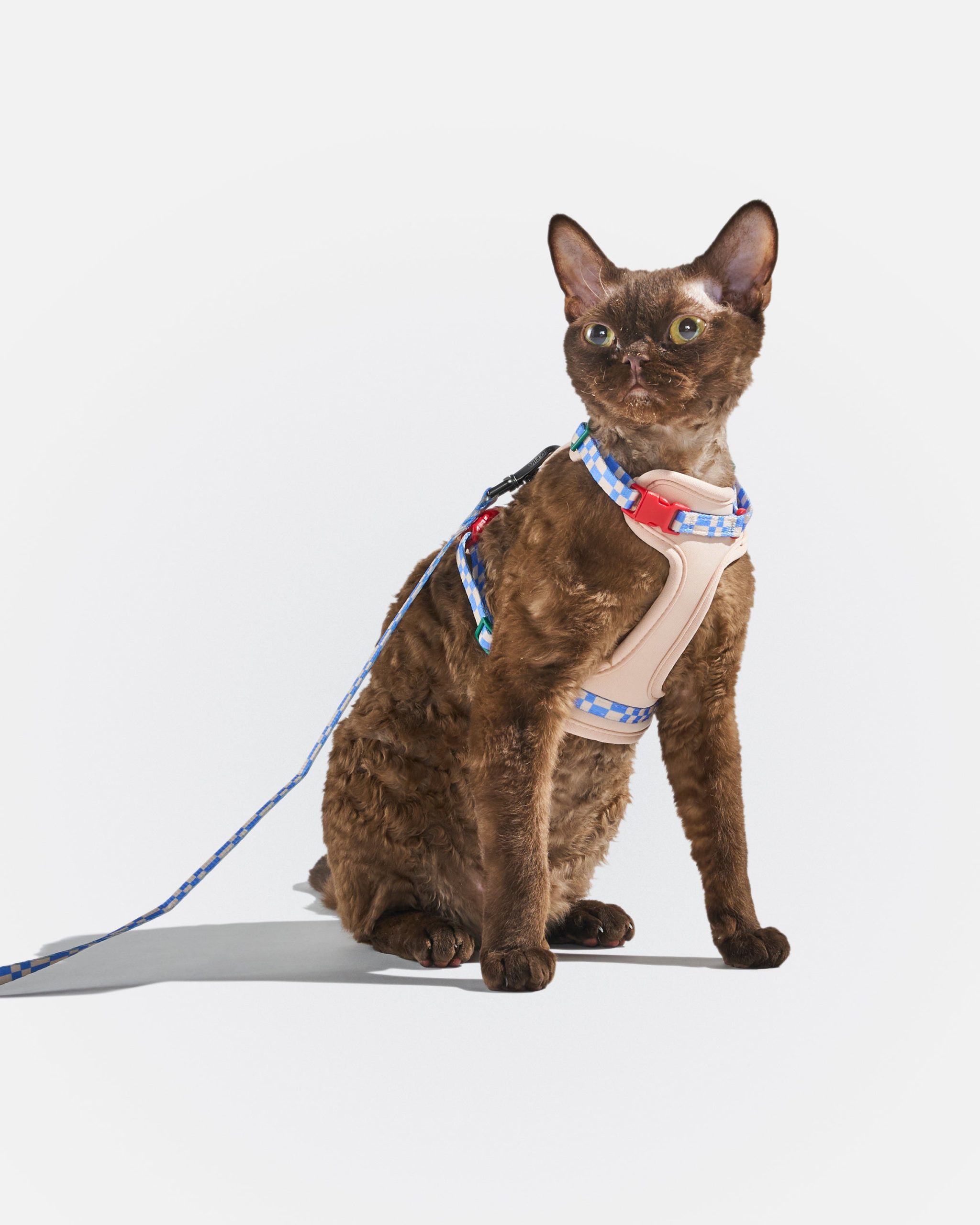 WO_VM_Cat_HarnessWalkKit_Retro_OnCat_PDP_02_4x5_Web.jpg
