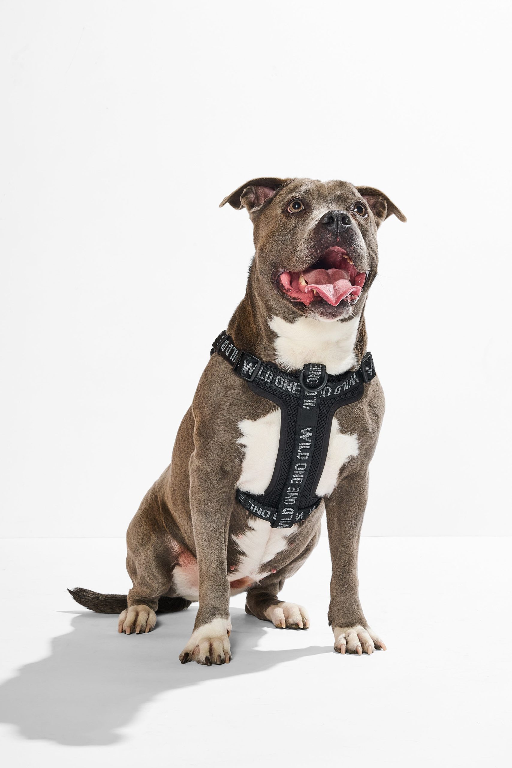 WO_VM_StepInHarness_Black_OnDog_AirCollection_PDP_01_4x5_Web.jpg