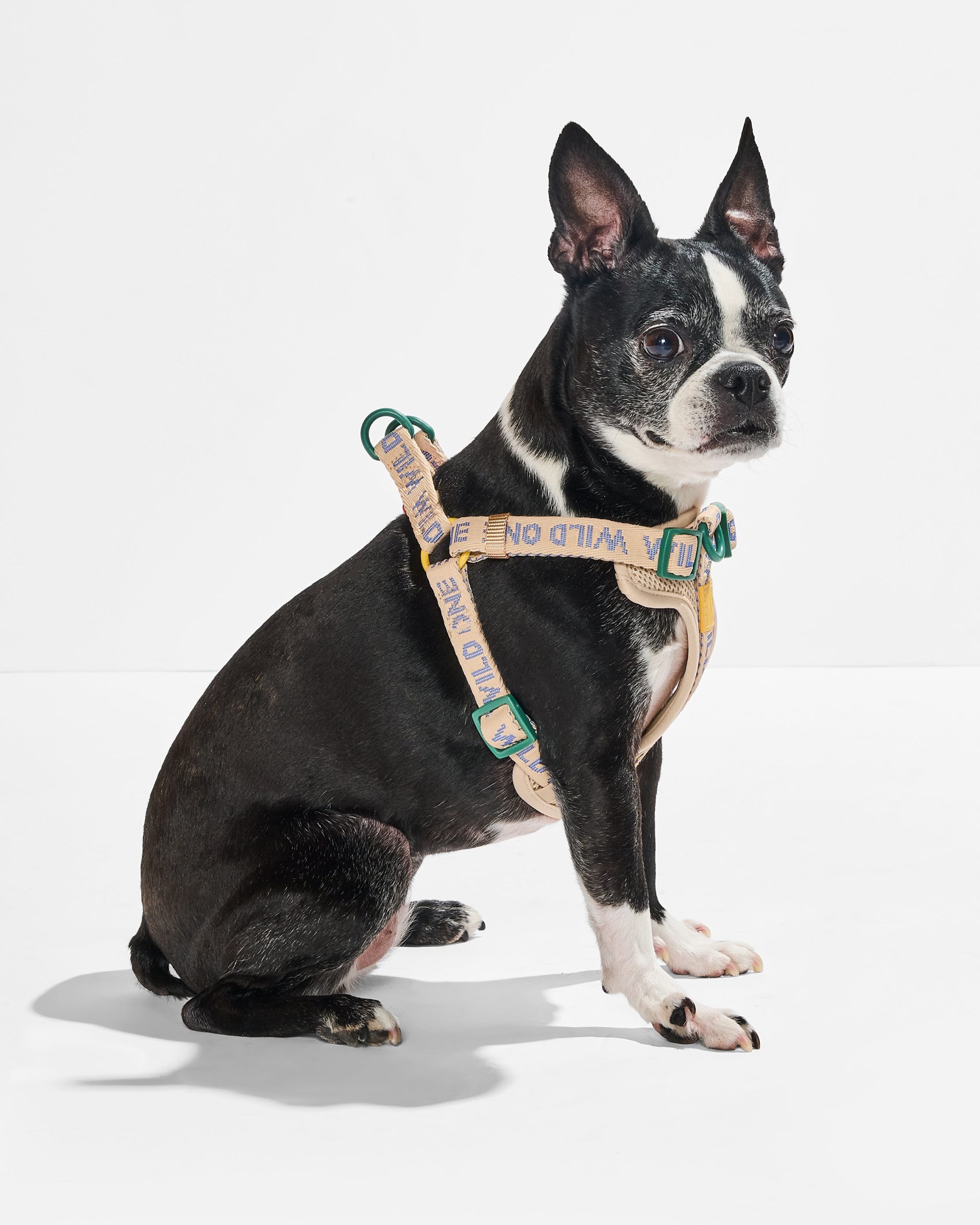 WO_VM_StepInHarness_Retro_OnDog_AirCollection_PDP_01_4x5_Web.jpg