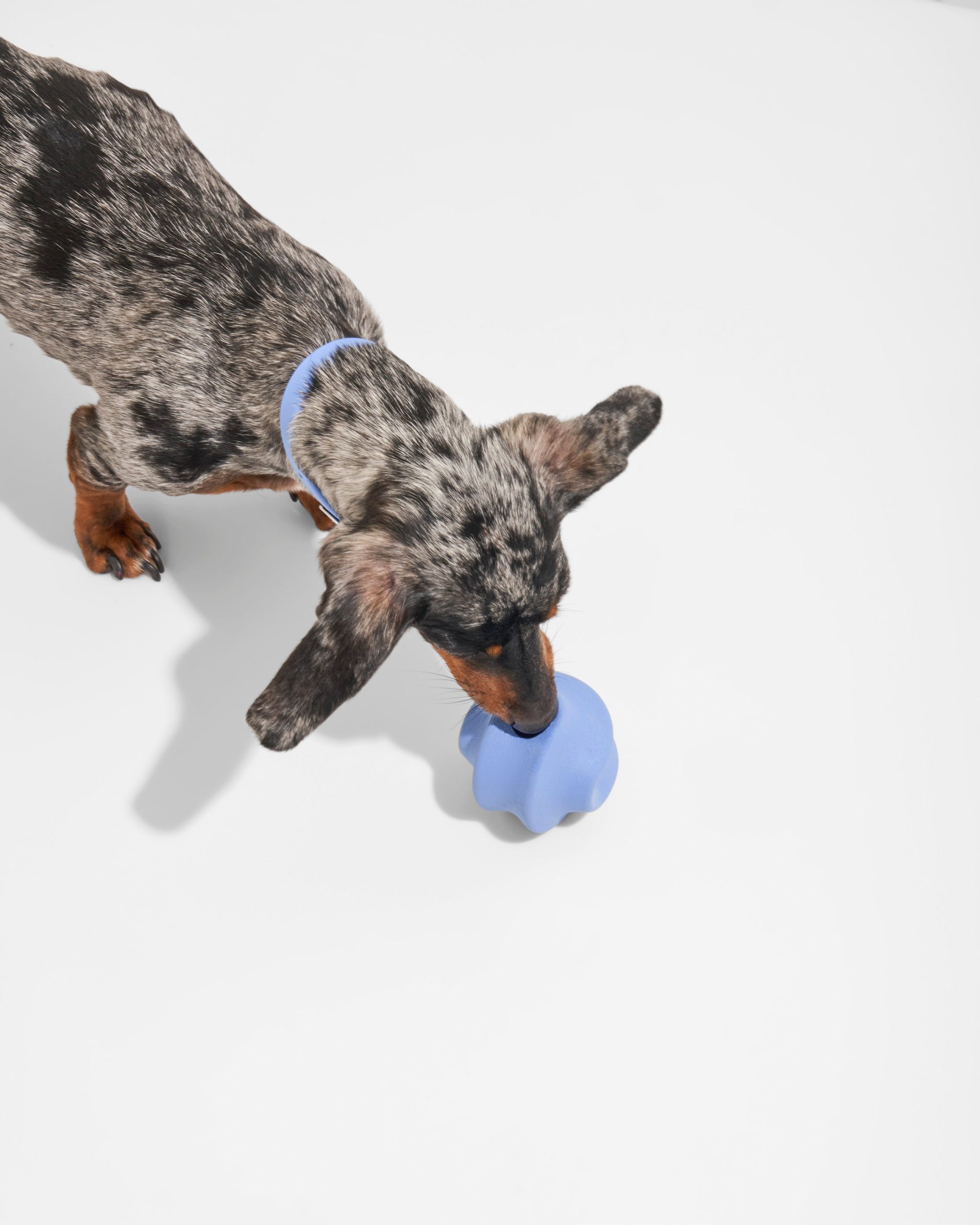 WO_VM_Studio_PDP_Toys_TwistToss_Moonstone_Dog_01.jpg