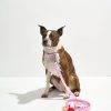 Waterproof Collar + Waterproof Leash Walk Kit