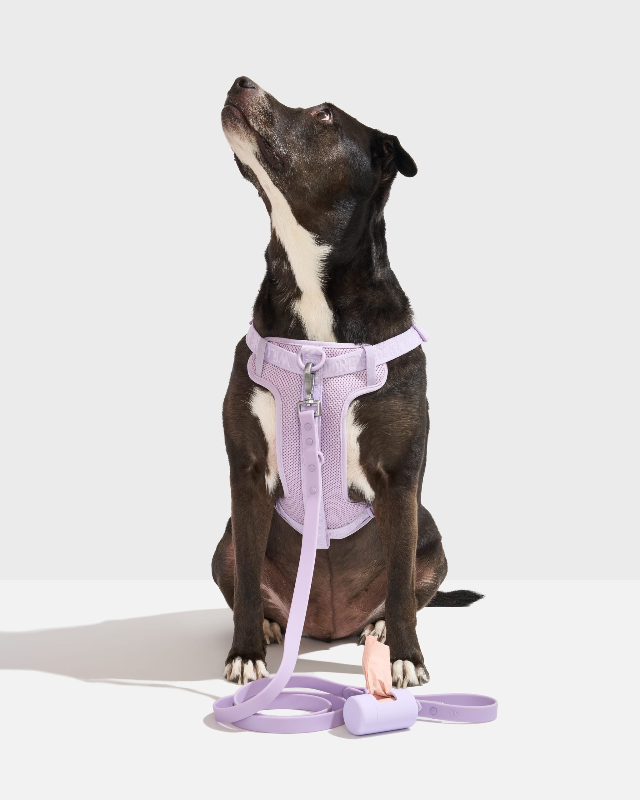 WO_VM_WalkKit_StepInHarness_ClassicLeash_Lilac_L_Dog_PDP_01_4x5_Web.jpg